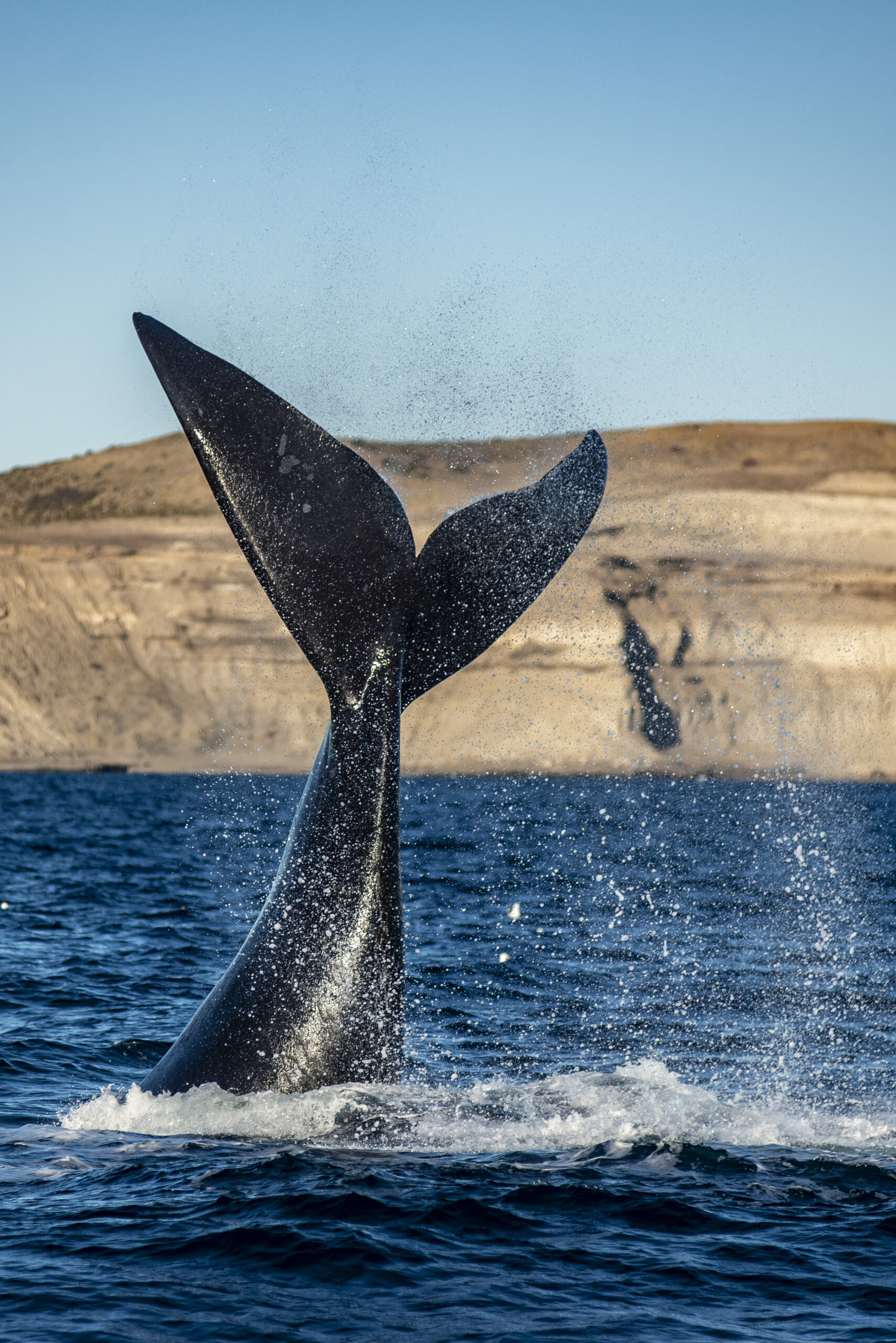 Cola de ballena franca austral — Península Valdés
