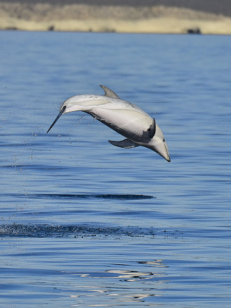 Delfines desde la lancha — Golfo Nuevo