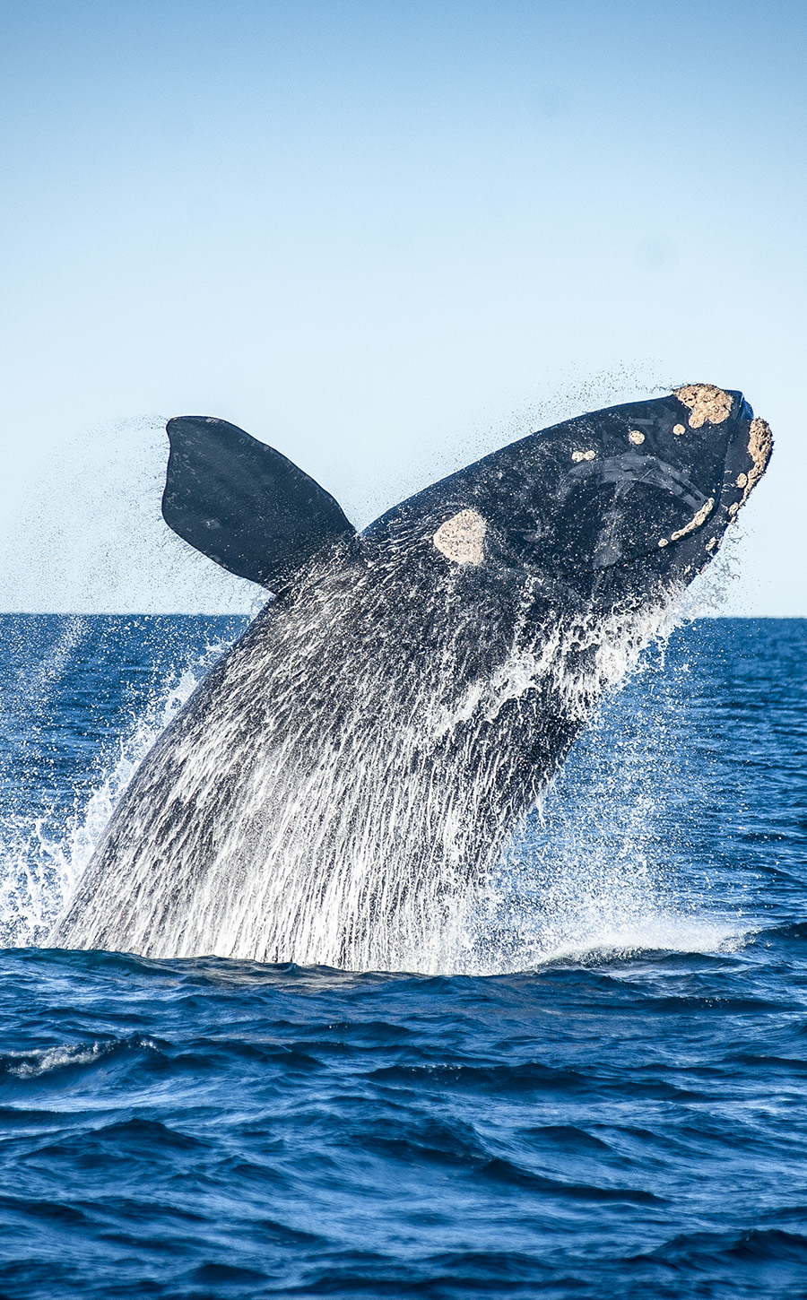 Ballena franca austral saltando — Península Valdés