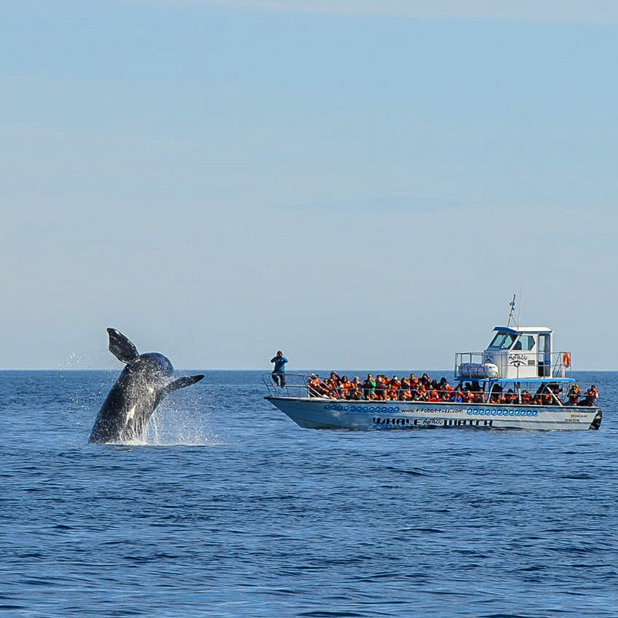 Vos fotografiando desde la lancha — Golfo Nuevo